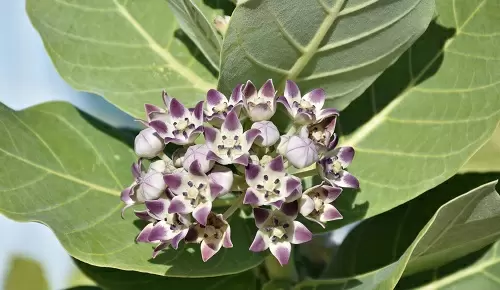 Beneficios de la pueraria mirifica en la menopausia Beneficios de la pueraria mirifica en la menopausia